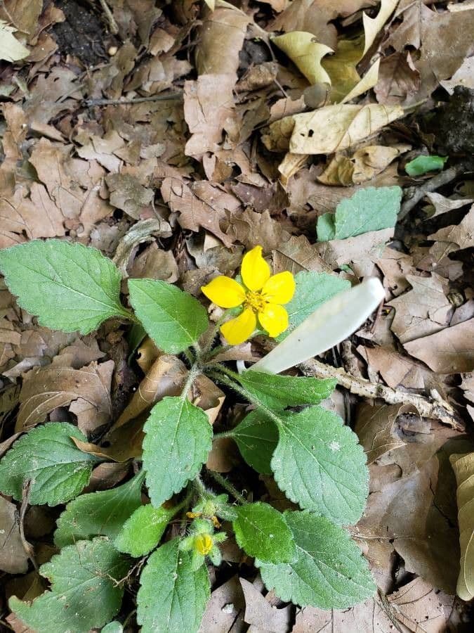 Chrysogonum 11