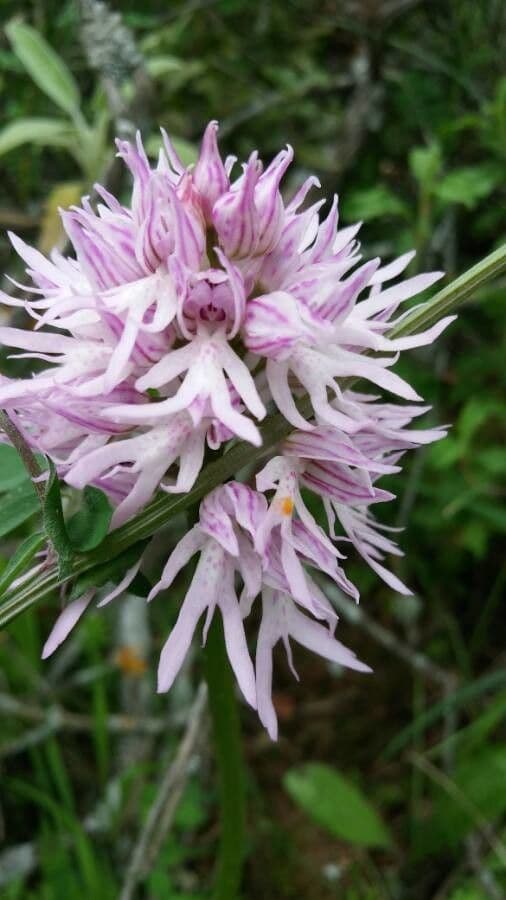 Orchide Uomo Nudo 4