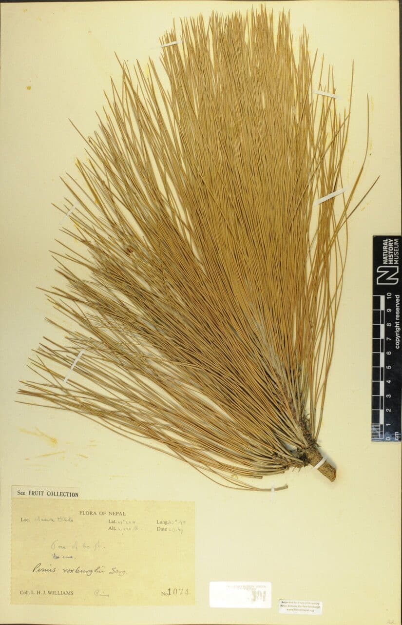 Roxburgh-Kiefer 14