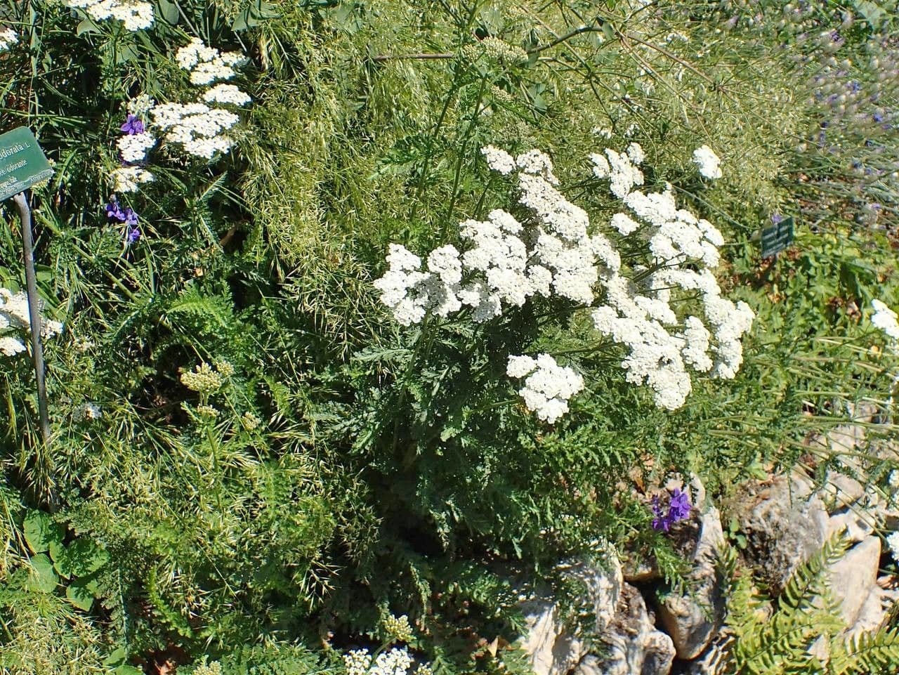 Achillea odorata 19