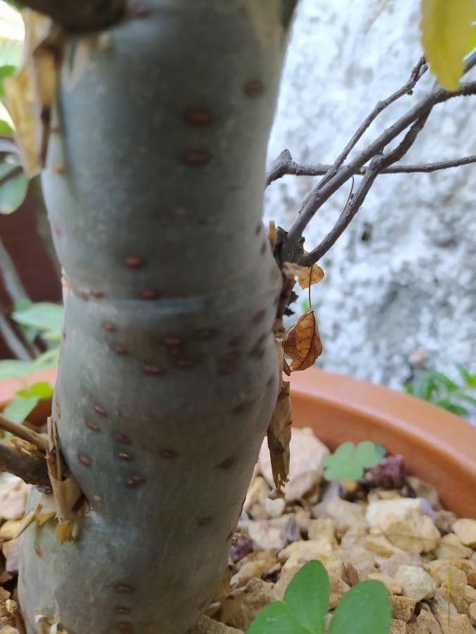 Albero elefante 4