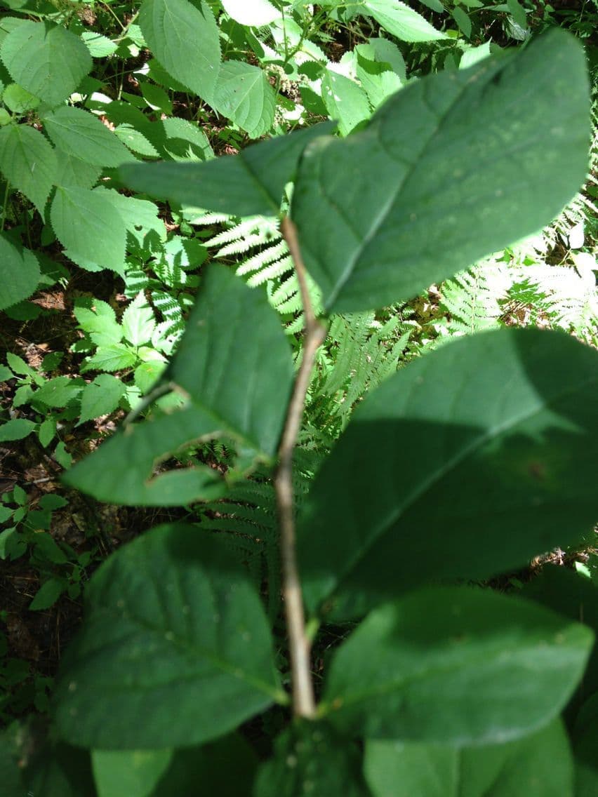 Dirca palustre 10