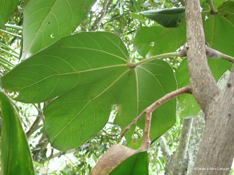 Acropogon macrocarpo 11