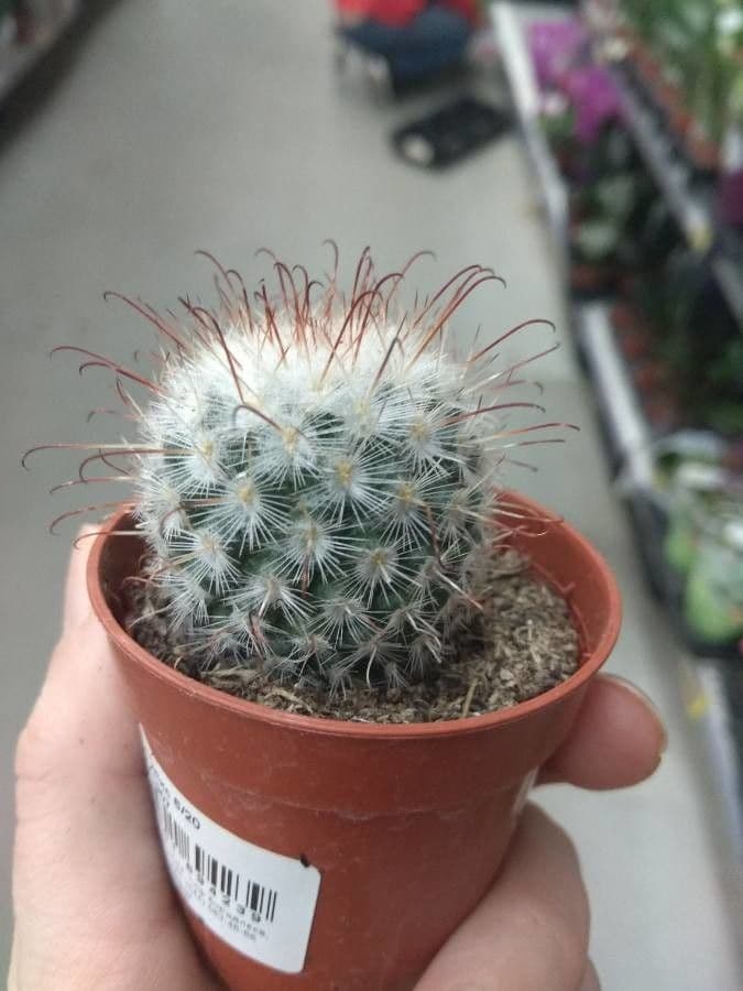 Cactus