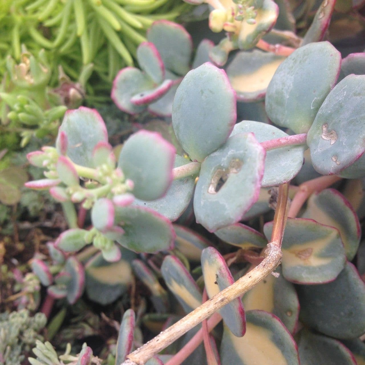 Sedum di Siebold 8