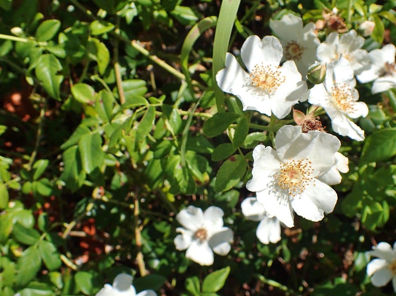 Immergrüne Rose 15