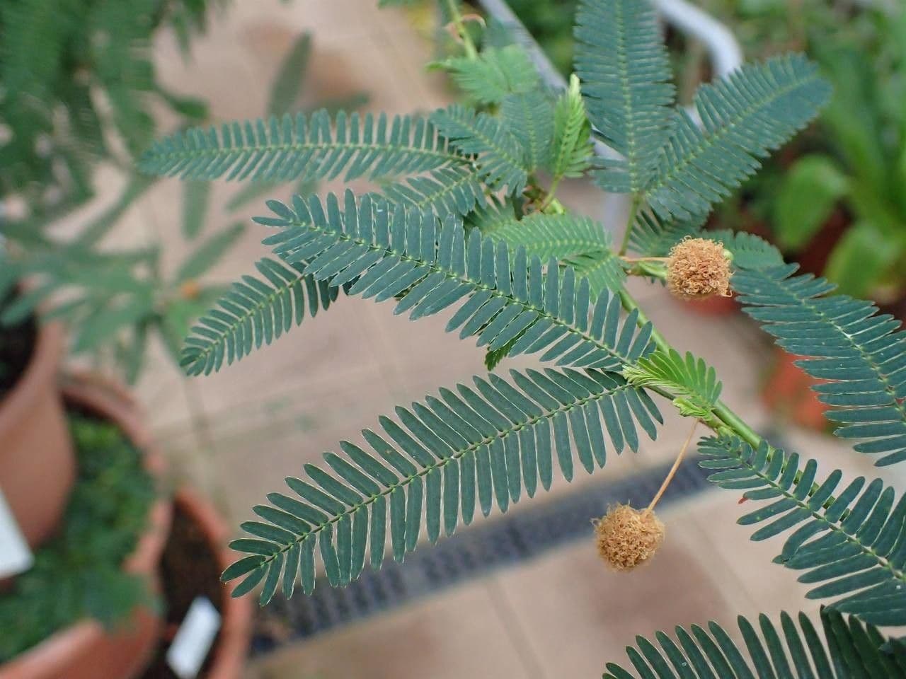 Mimosa 8