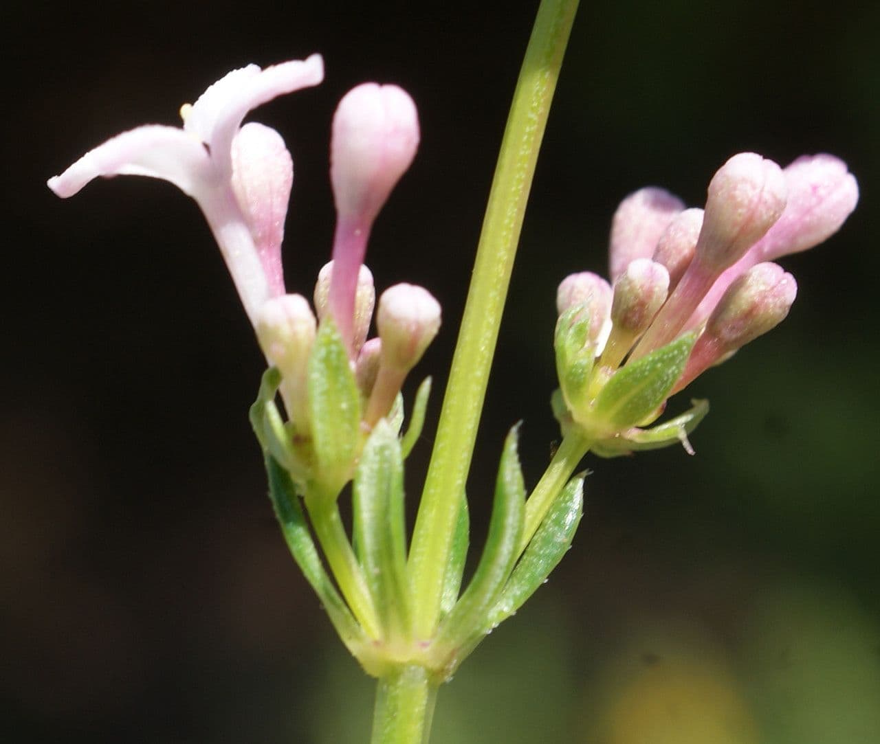 Asperula hirsuta 3