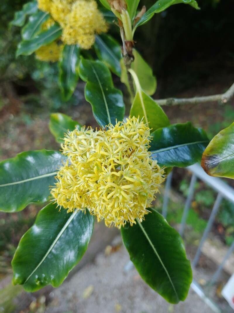 Pitospor eugenioides
