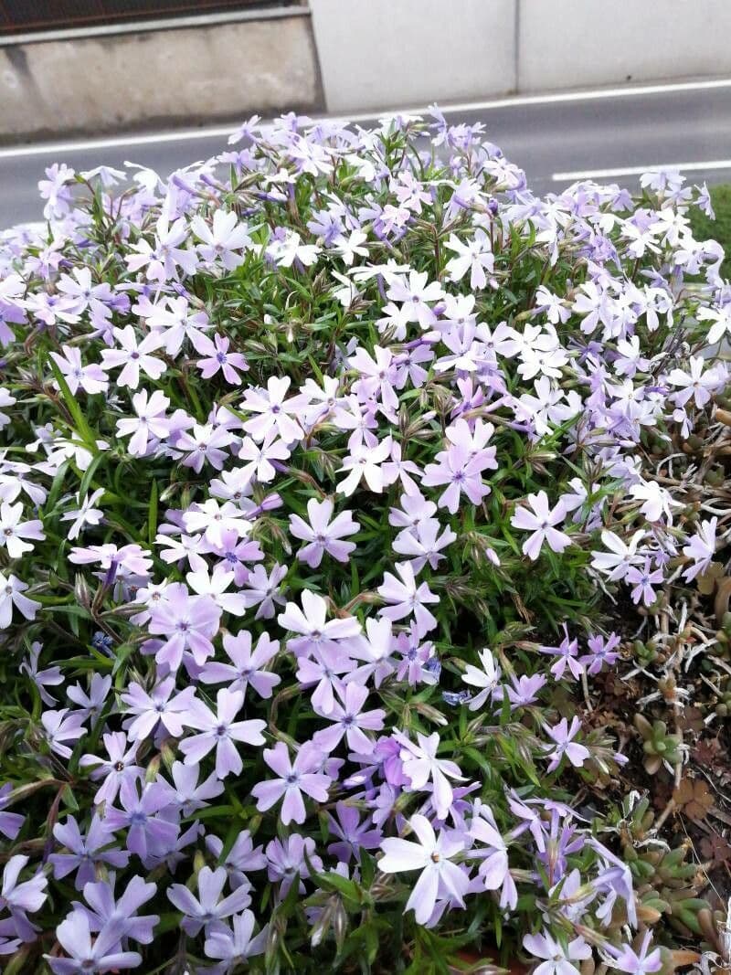 Phlox subulato 21
