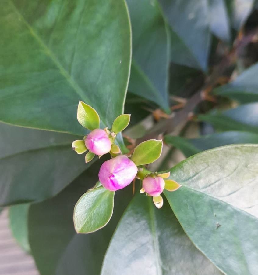 Cactus rosa 26