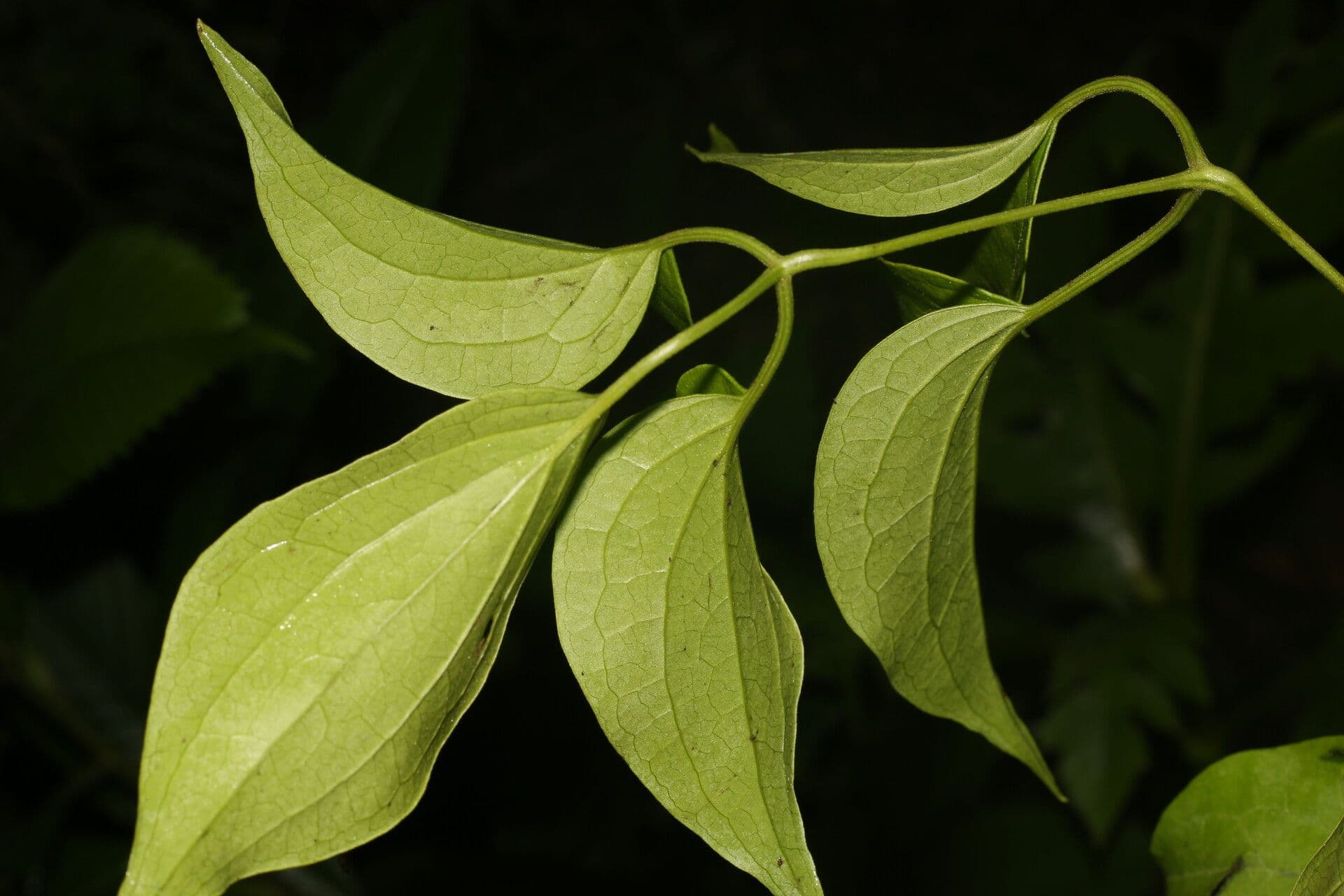 Clematis dioica 7