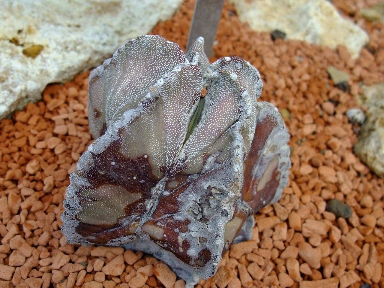 Astrophytum 14