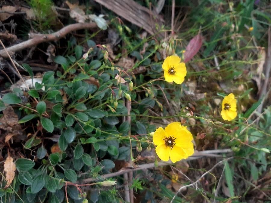 Tuberaria 3