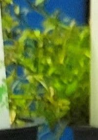 Micranthemum 5