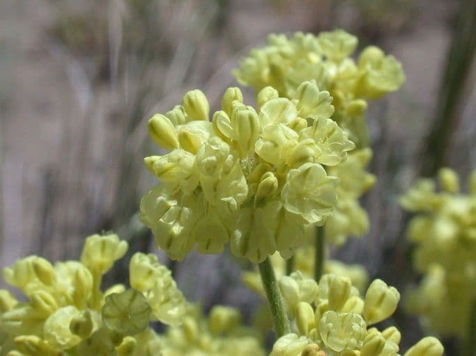 Eriogonum caespitosum 5