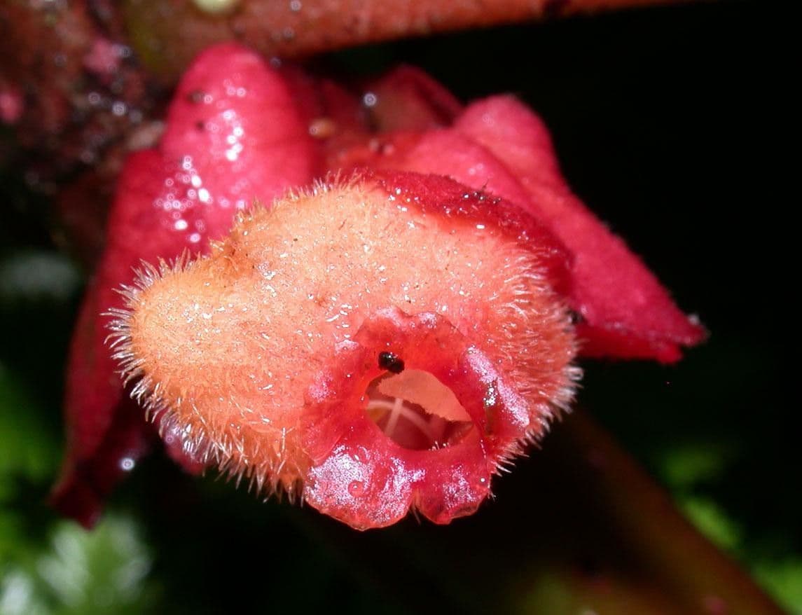 Drymonia coriacea 5