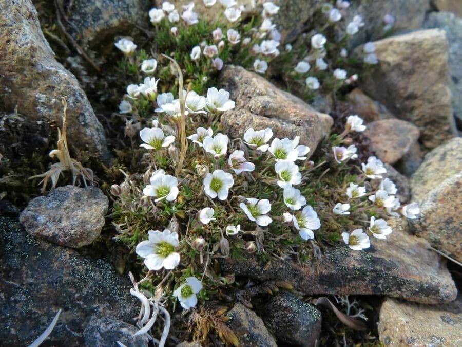 Pseudocherleria macrocarpa