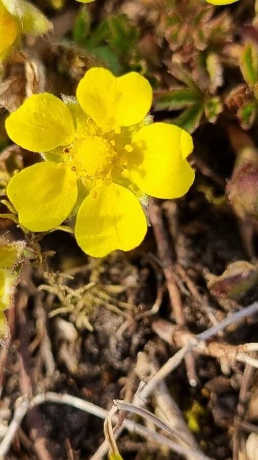Potentilla piccolina 2