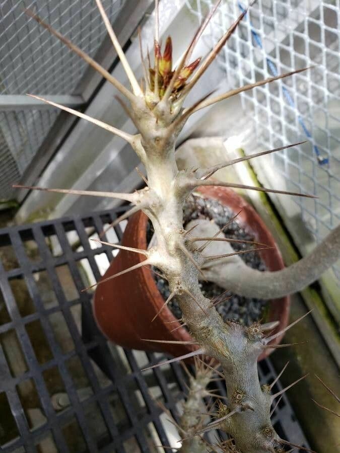 Pachypodium 21