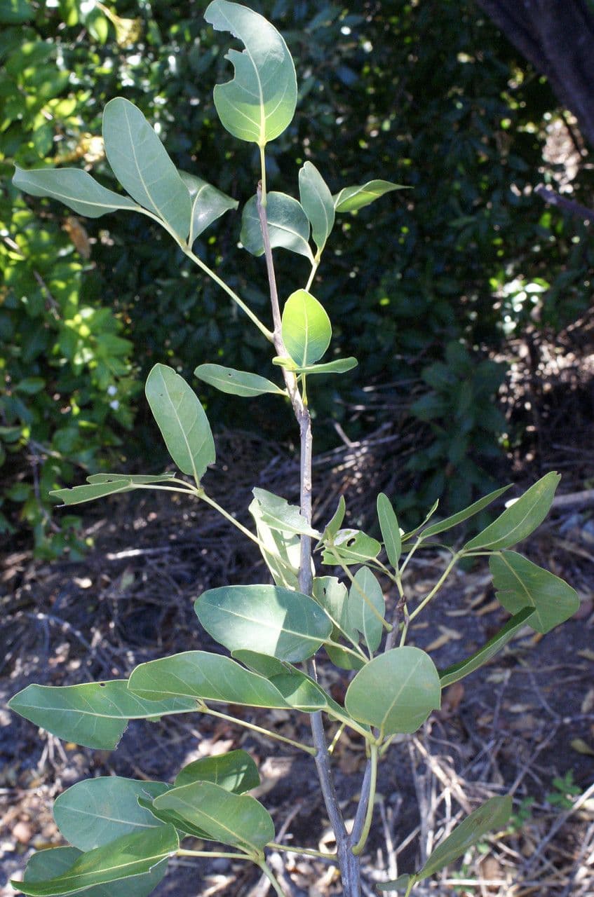 Roble blanco 19