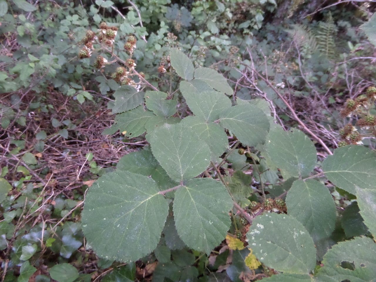Rovo vestito 27