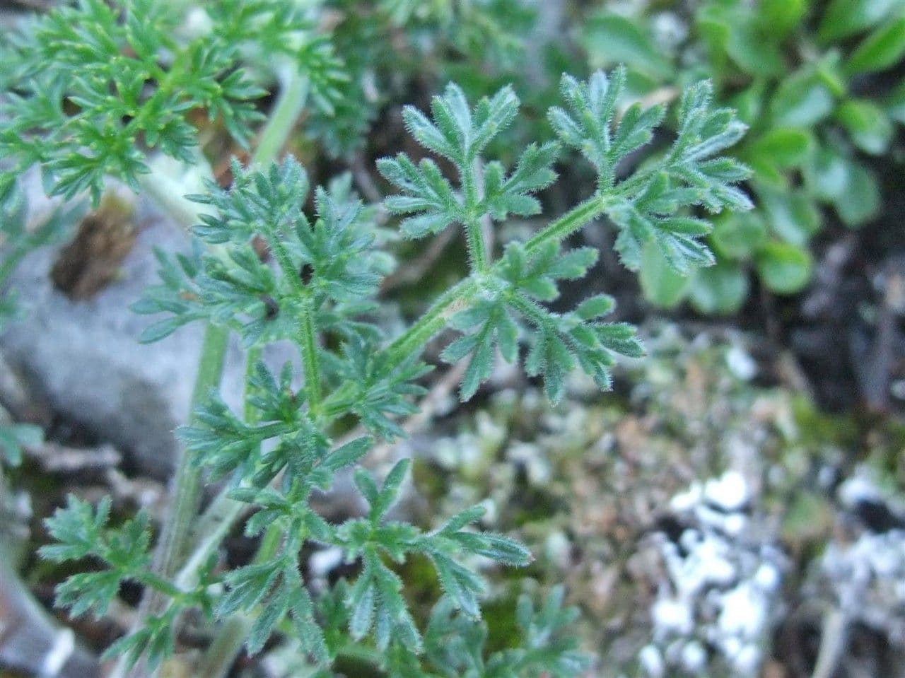 Athamanta cretensis 14
