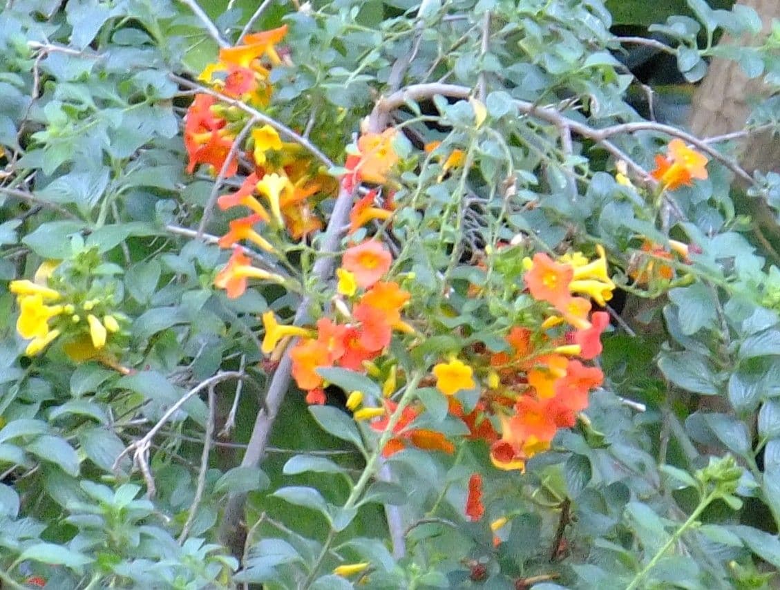 Marmeladenstrauch 10