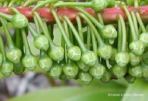 Cunonia 3