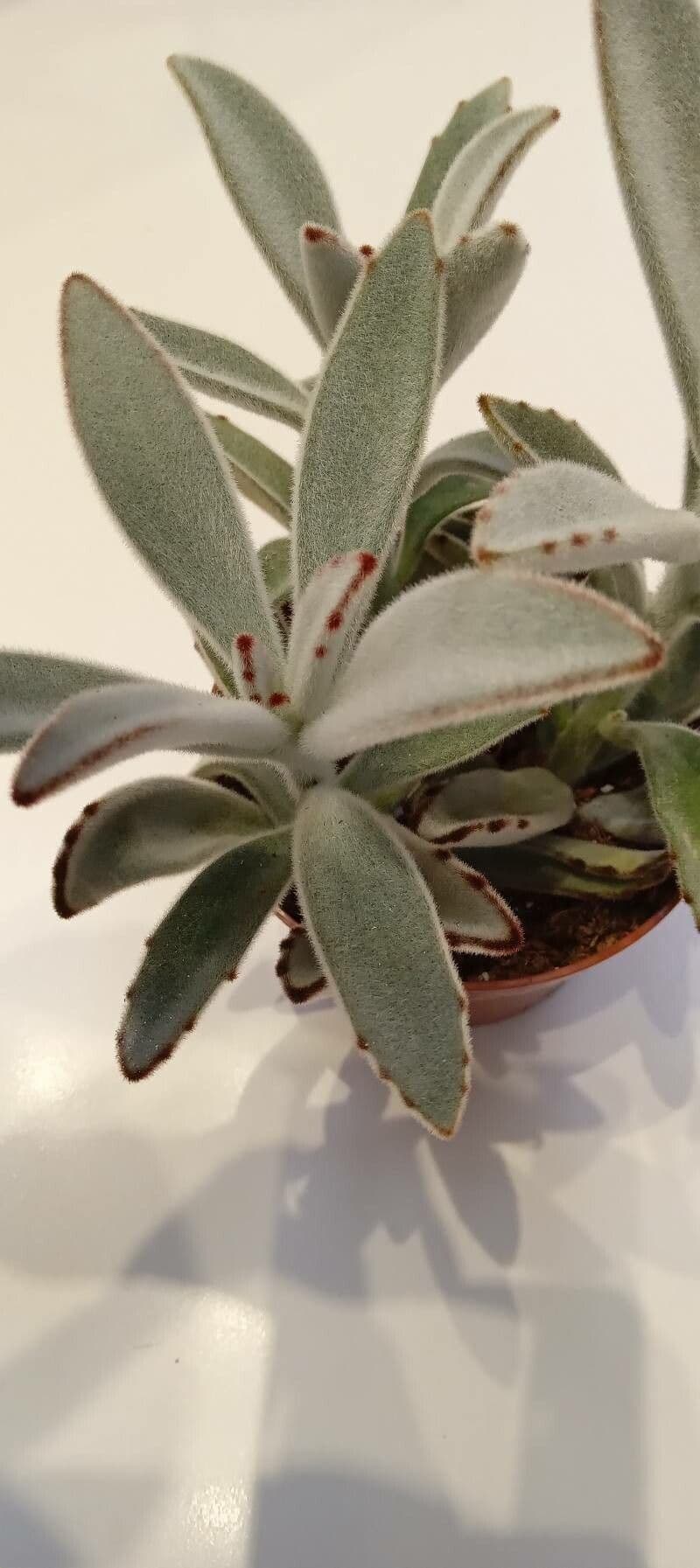 Pianta panda 15