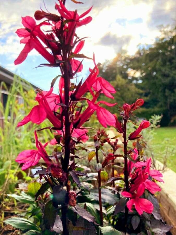 Lobelia cardinale 9