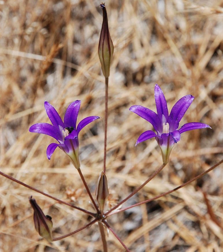 Brodiaea elegans