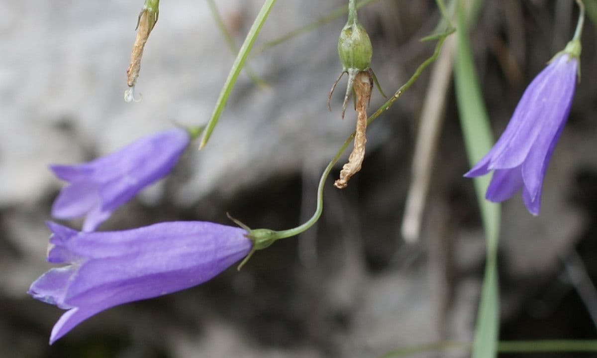 Campanula stenocodon 2