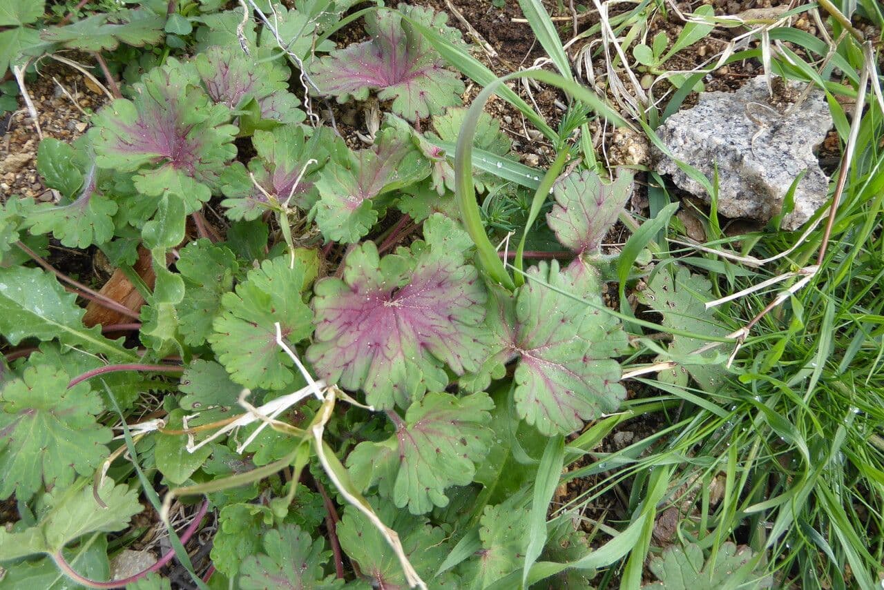 Géranium à feuilles rondes 13