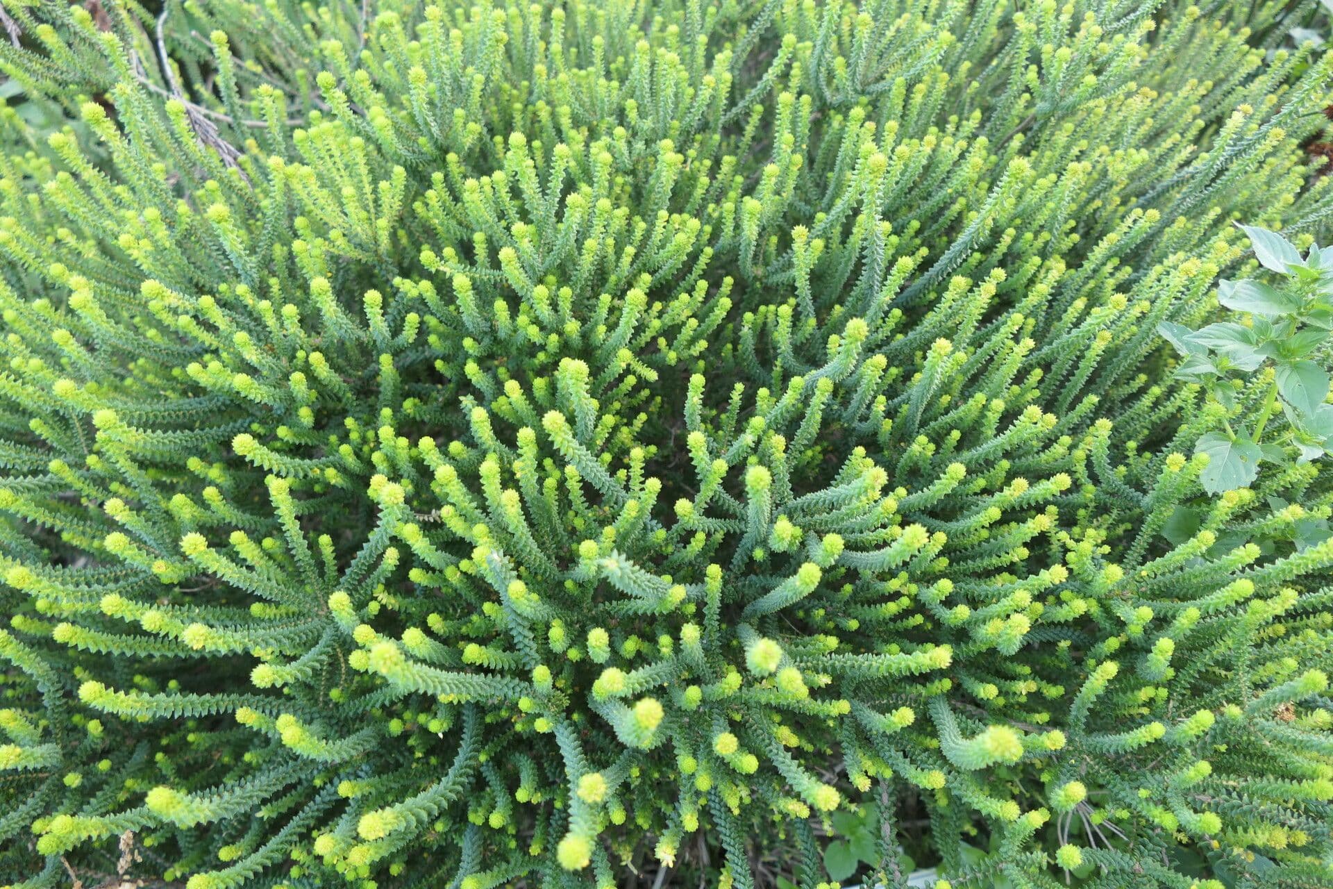 Agathosma