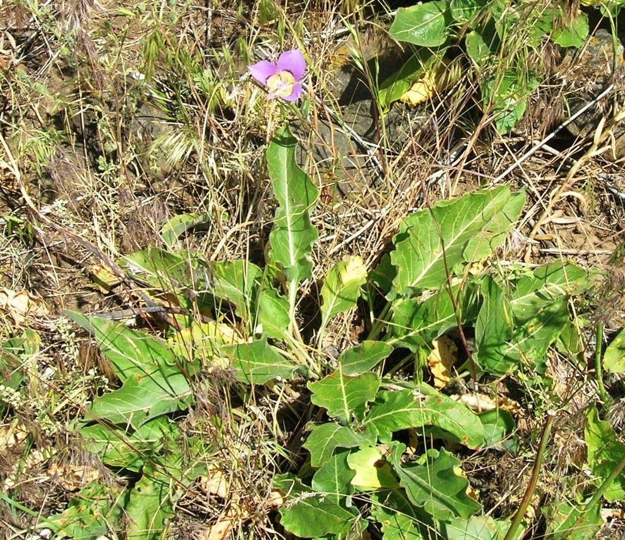 Calochortus macrocarpus 7