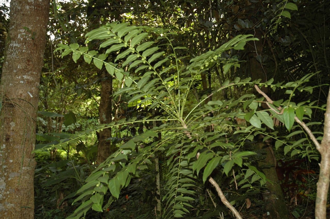 Baumfreund 2