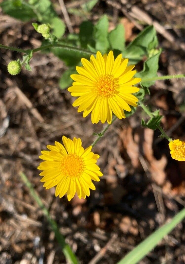 Heterotheca subaxillaris 5