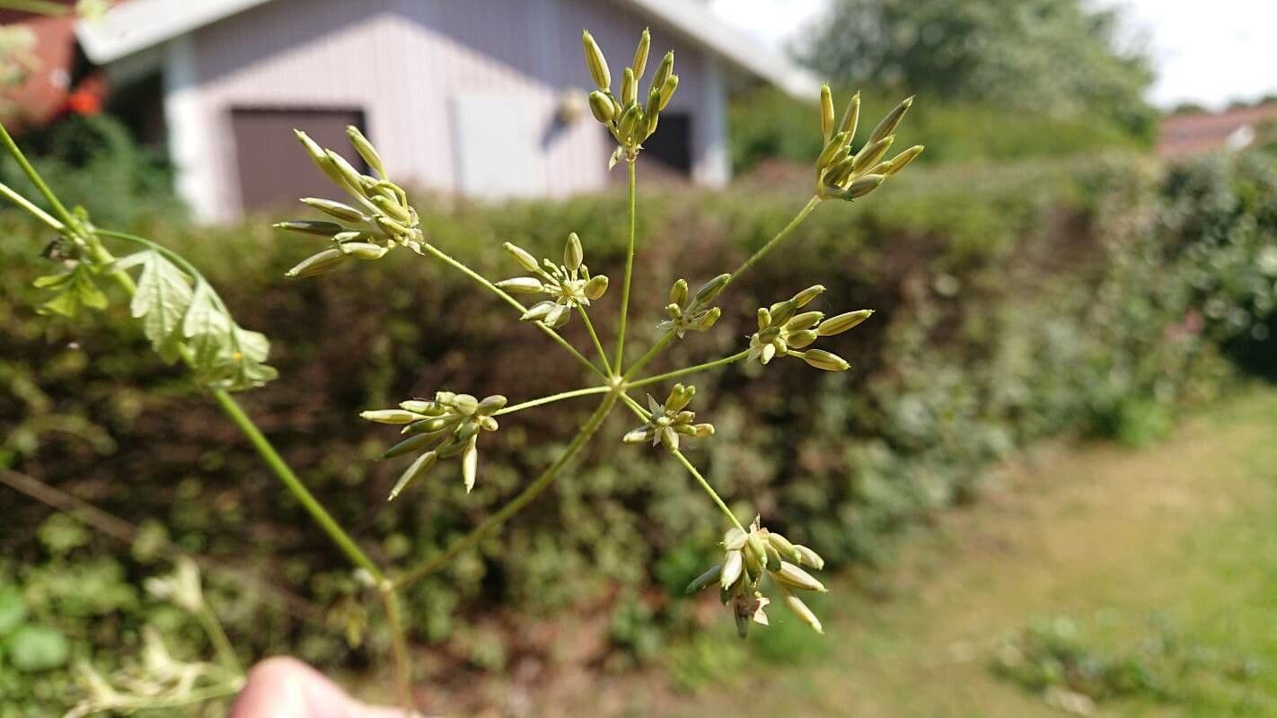 Kerbelrübe