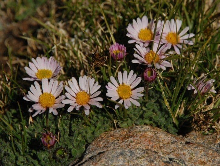 Erigeron errante 10