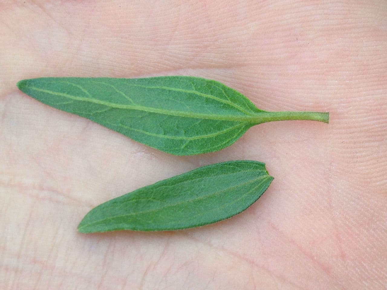 Encelia kalifornská 15