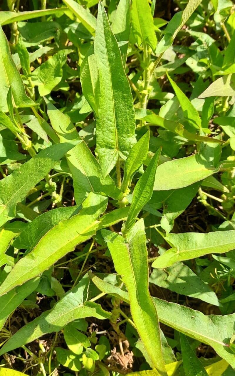 Persicaria 4