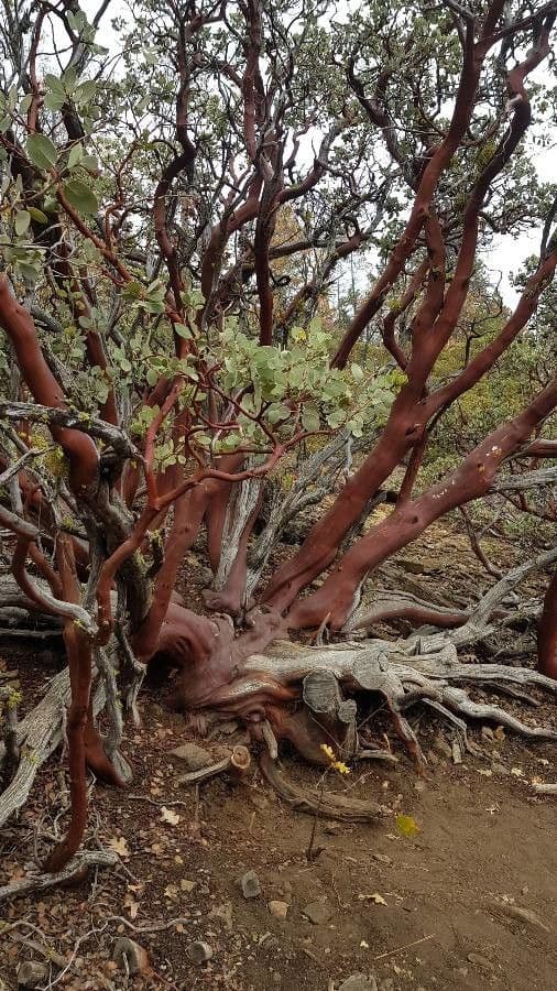 Arbutus patula 22