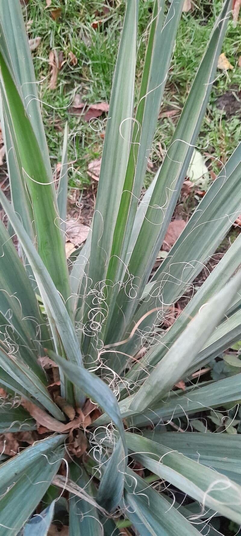 Schopf-Yucca 20