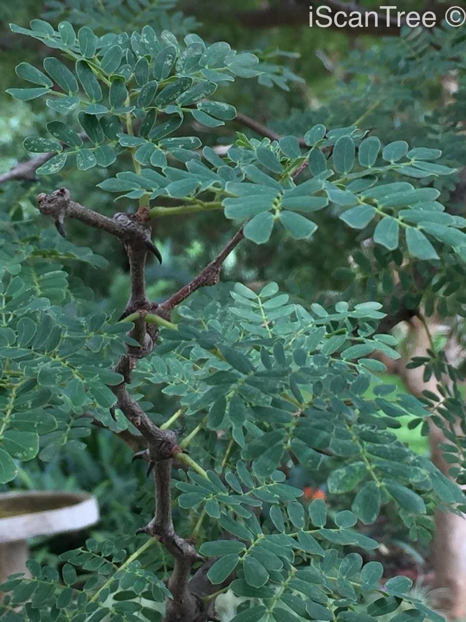 Knobthorn 14