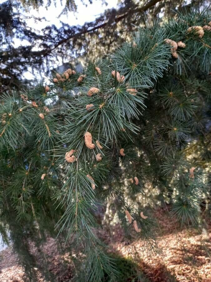 Cedro dell'Himalaya 17