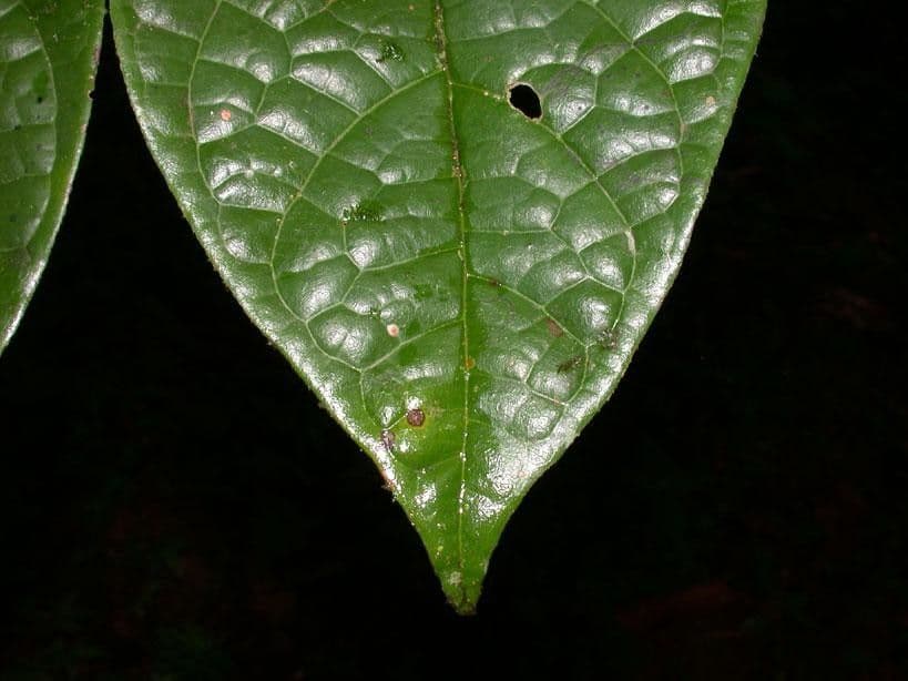 Dichapetalum 5
