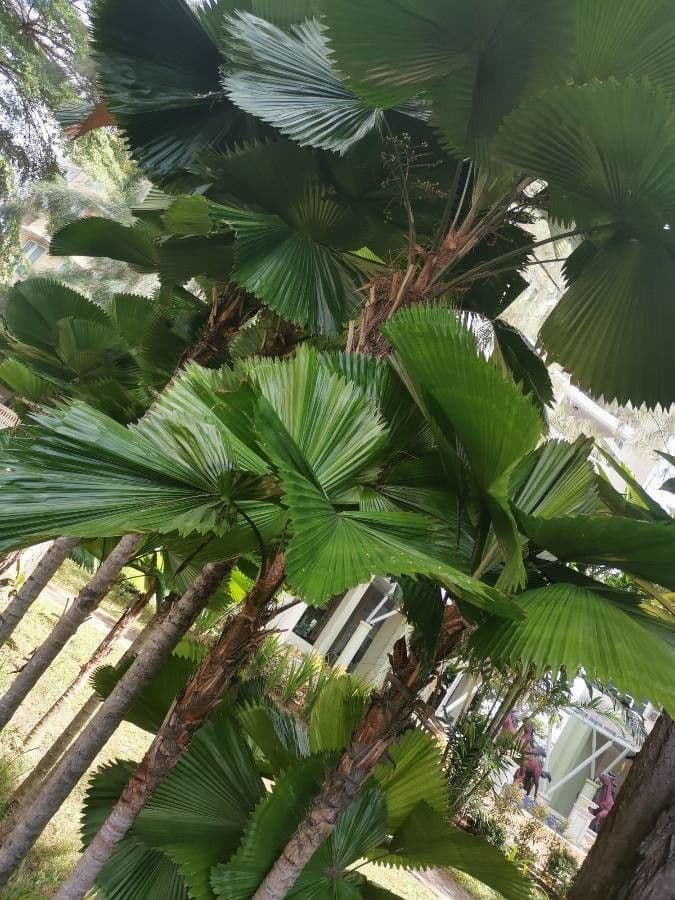 Palma a ventaglio di Vanuatu 20