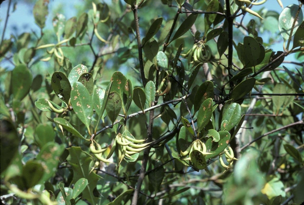 Aegiceras corniculatum 2