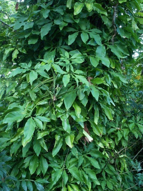 Syngonium 9